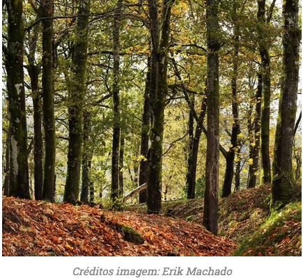 Floresta autóctone portuguesa - Plantas nativas para prevenção de incêndios florestais