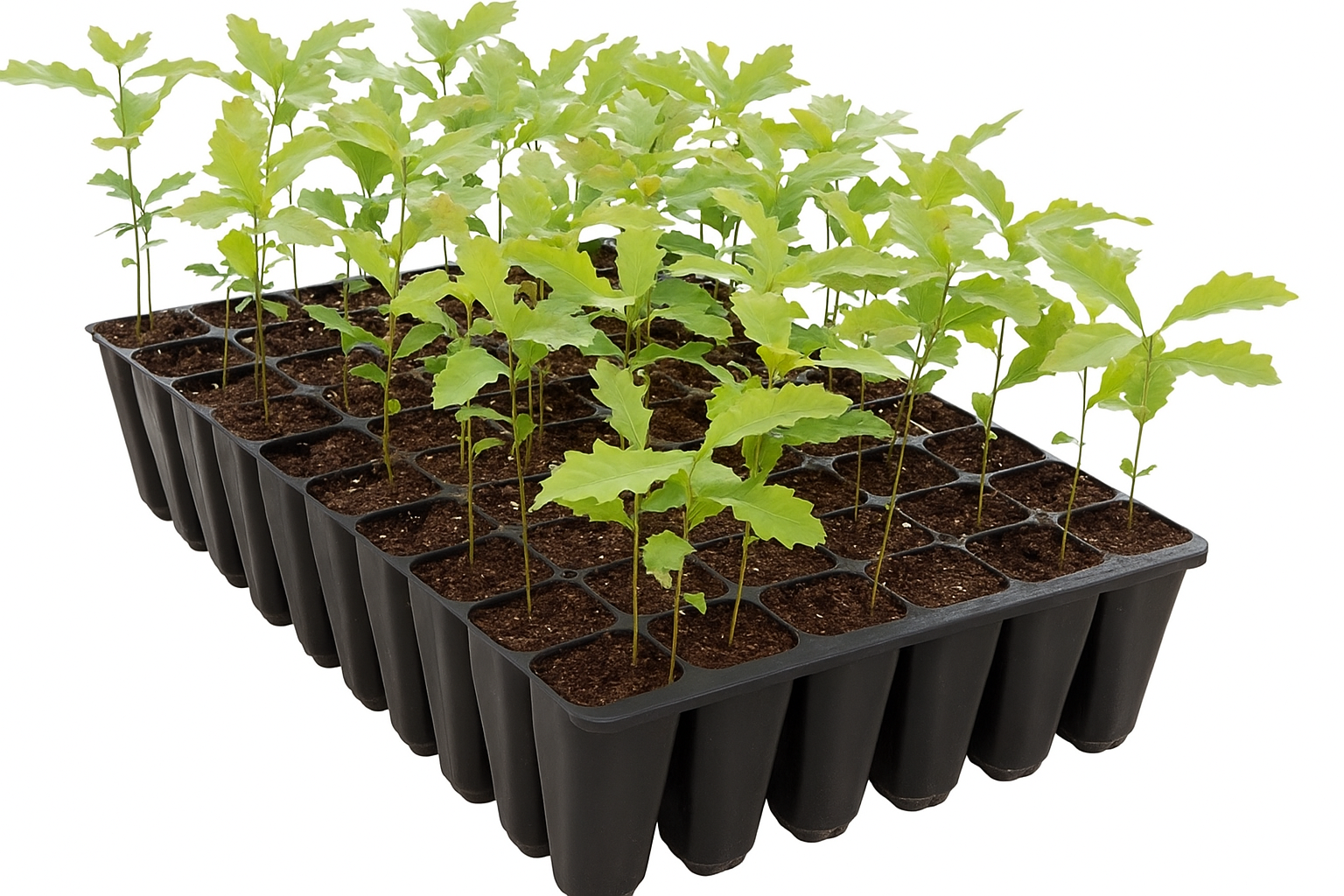 Árvores em alvéolo florestal (Autóctones e outras)