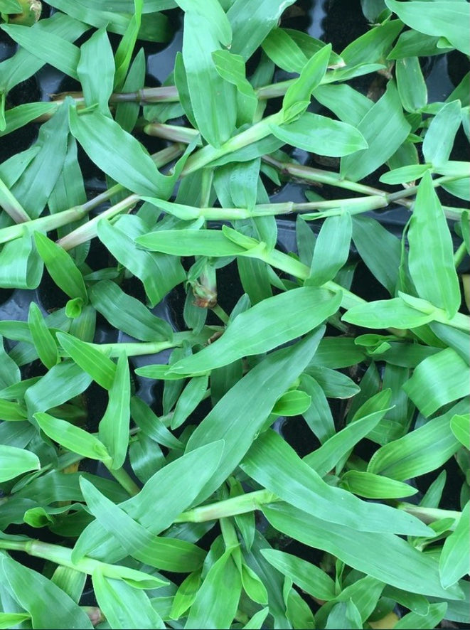 Grama Brasileira em Tabuleiro (Portes Inc.)*