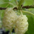 Morus Alba (Amoreira Branca - árvore) Mulberry