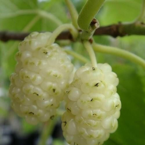 Morus Alba (Amoreira Branca - árvore) Mulberry