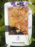 Quercus Palustris V.2L