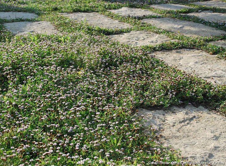 Lippia Nodiflora em tabuleiro (Portes inc.)*