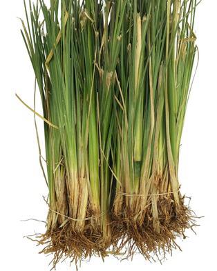 Vetiver