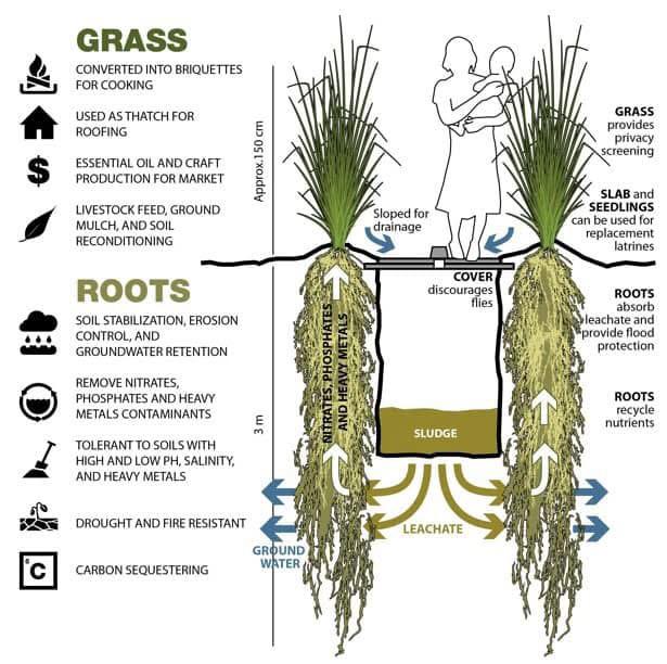 Vetiver