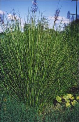 Vetiver