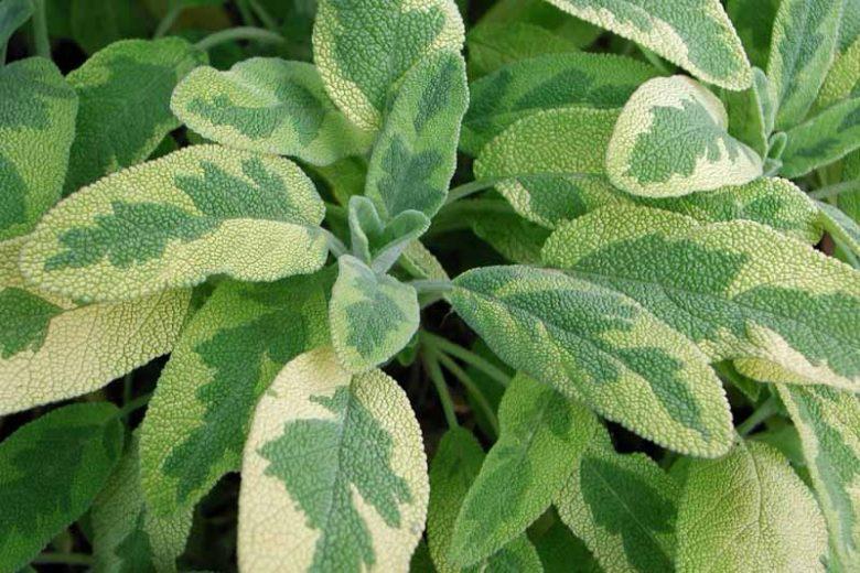 SALVIA VARIEGATA V.10,5