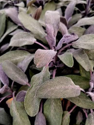 SALVIA PURPURA