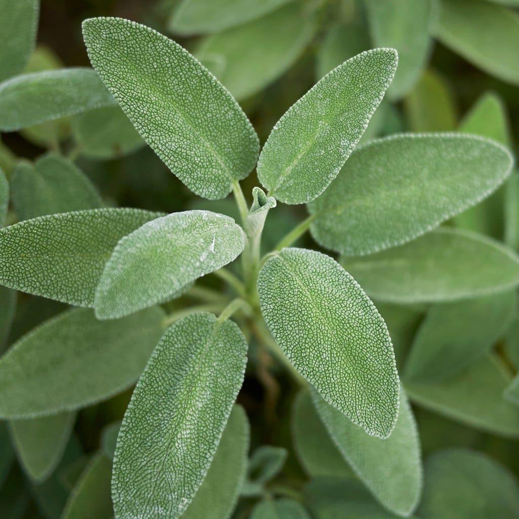 SALVIA OFFICINALIS