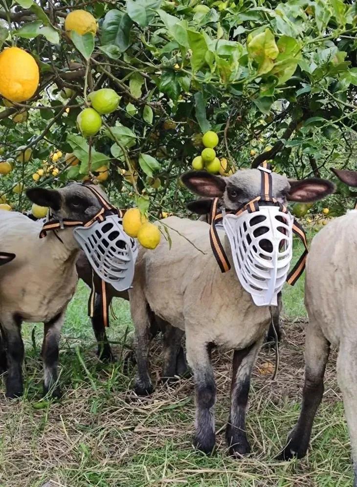 Boçal de Pastoreio - Solução Ecológica
