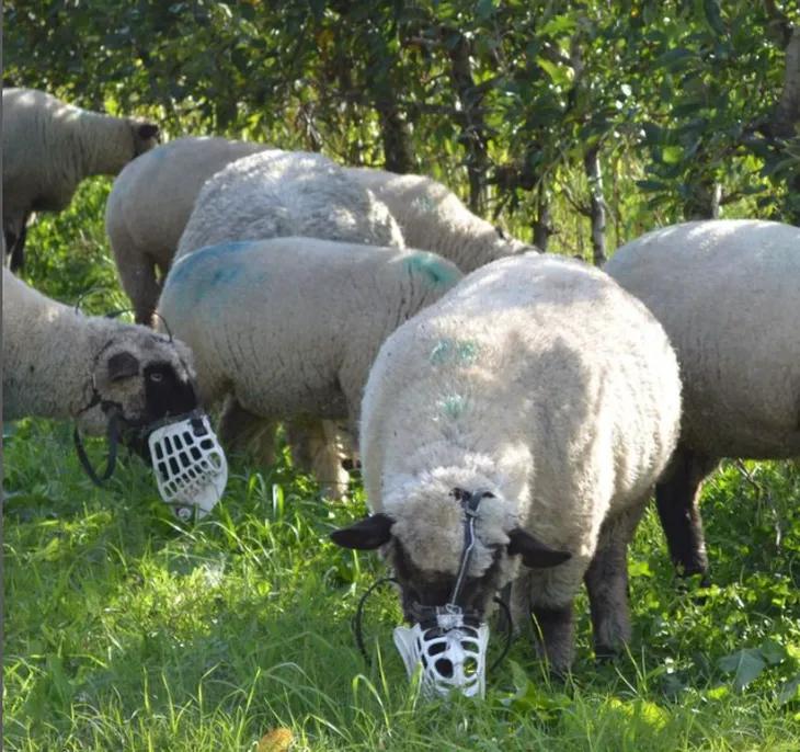 Boçal de Pastoreio - Solução Ecológica