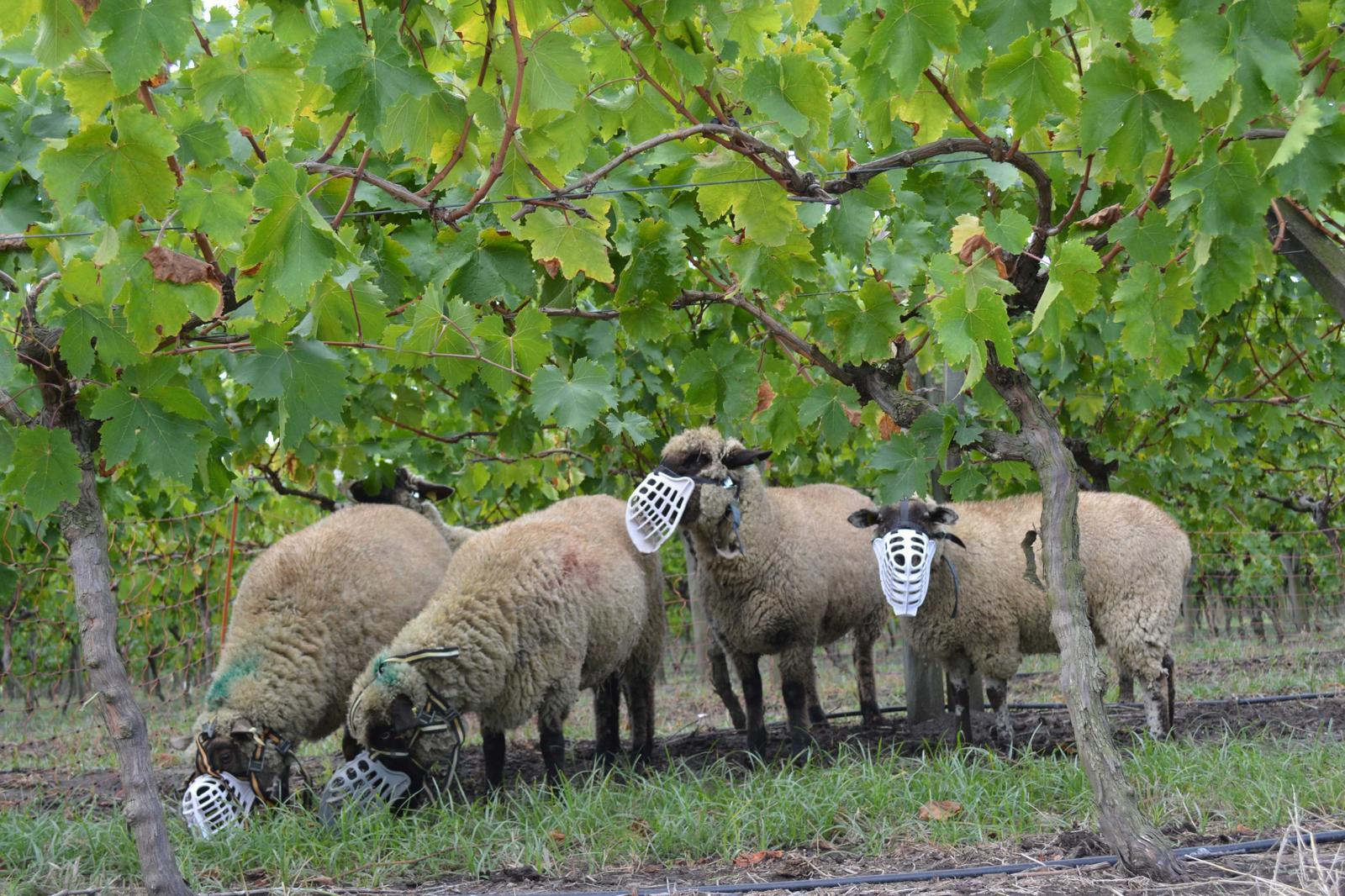 Boçal de Pastoreio - Solução Ecológica