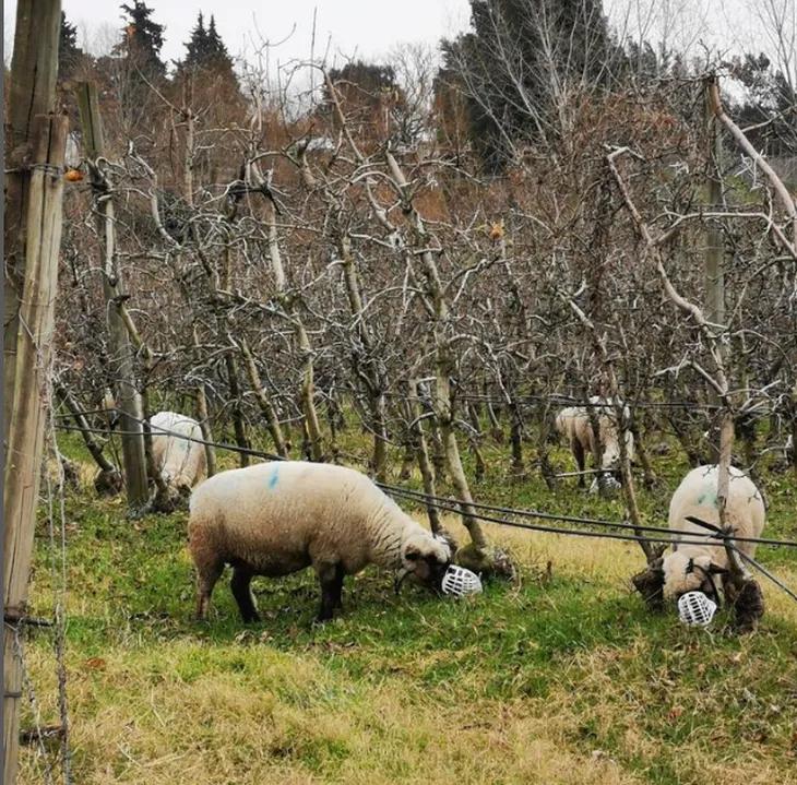 Boçal de Pastoreio - Solução Ecológica
