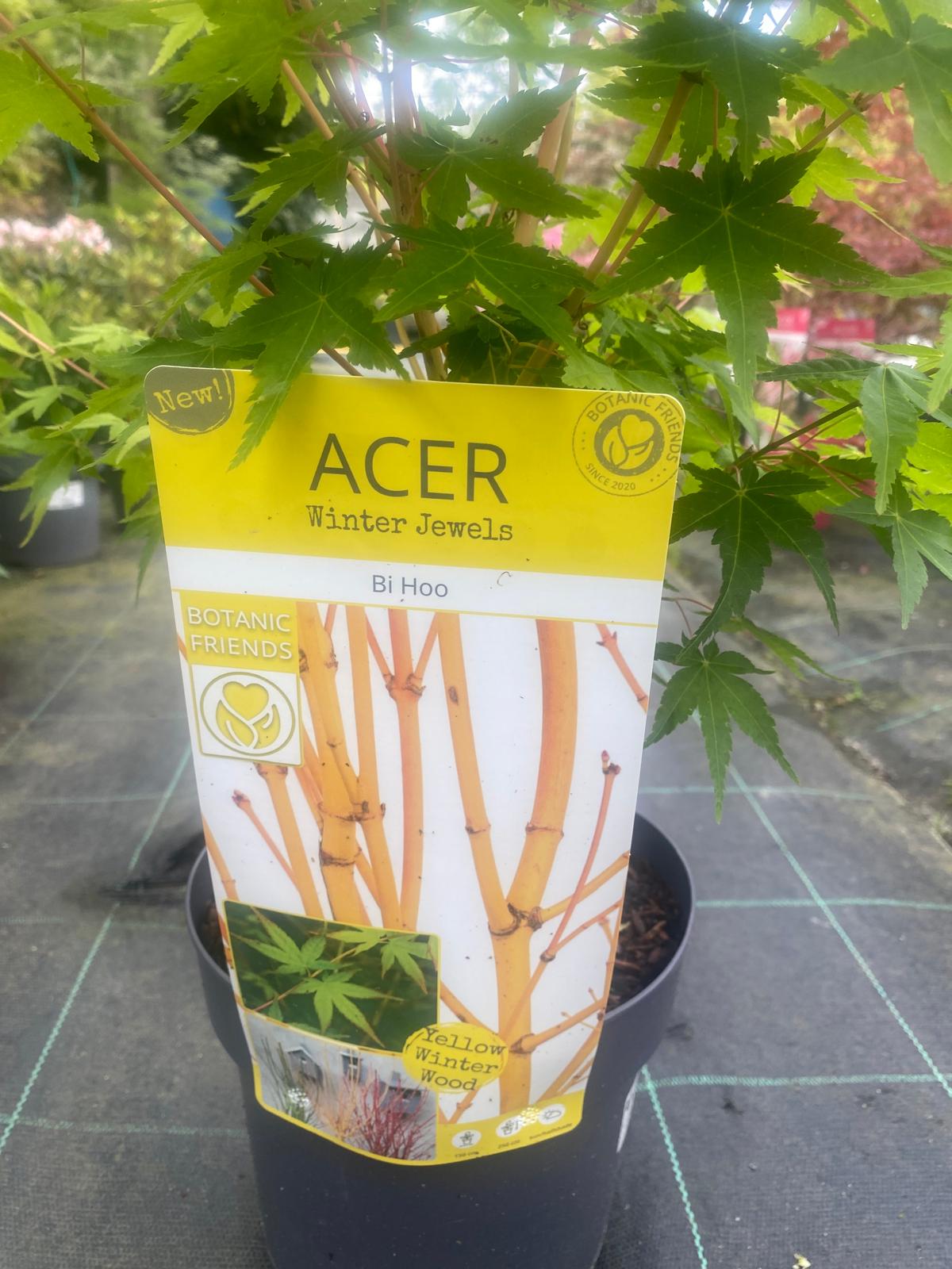 Acer Palmatum 'Bi Hoo'