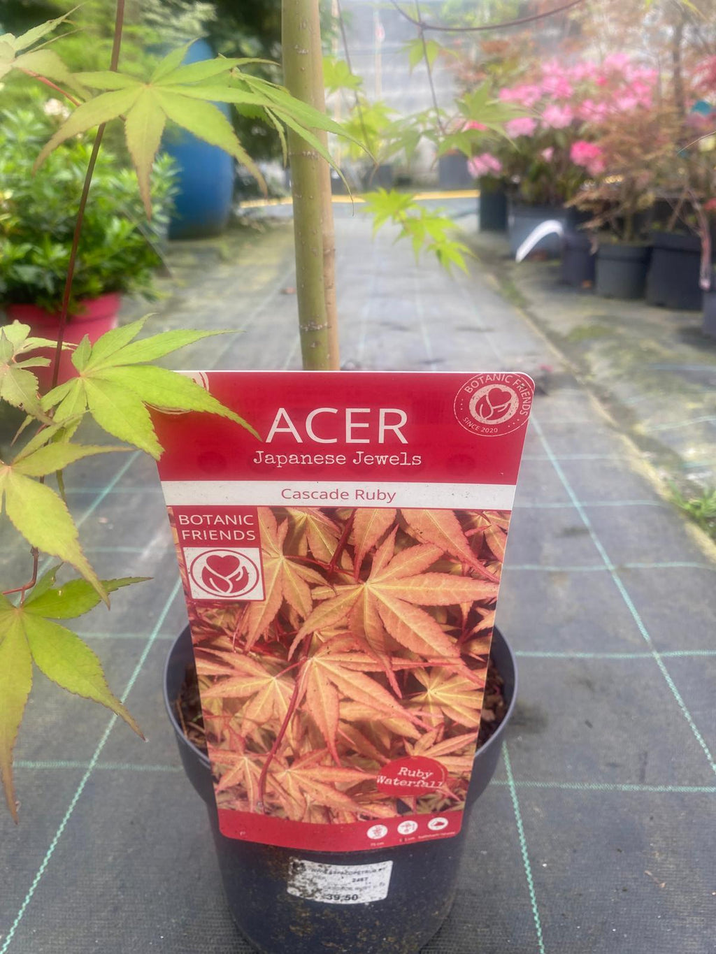 Acer Palmatum 'Cascade Ruby'