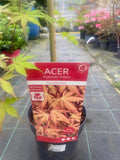 Acer Palmatum 'Cascade Ruby'