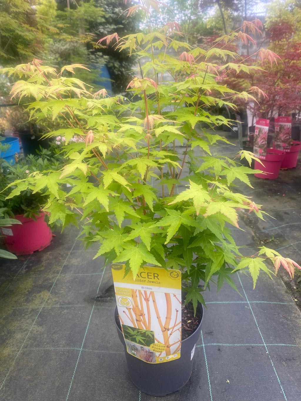 Acer Palmatum 'Bi Hoo'