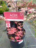 Acer Palmatum 'Taylor'