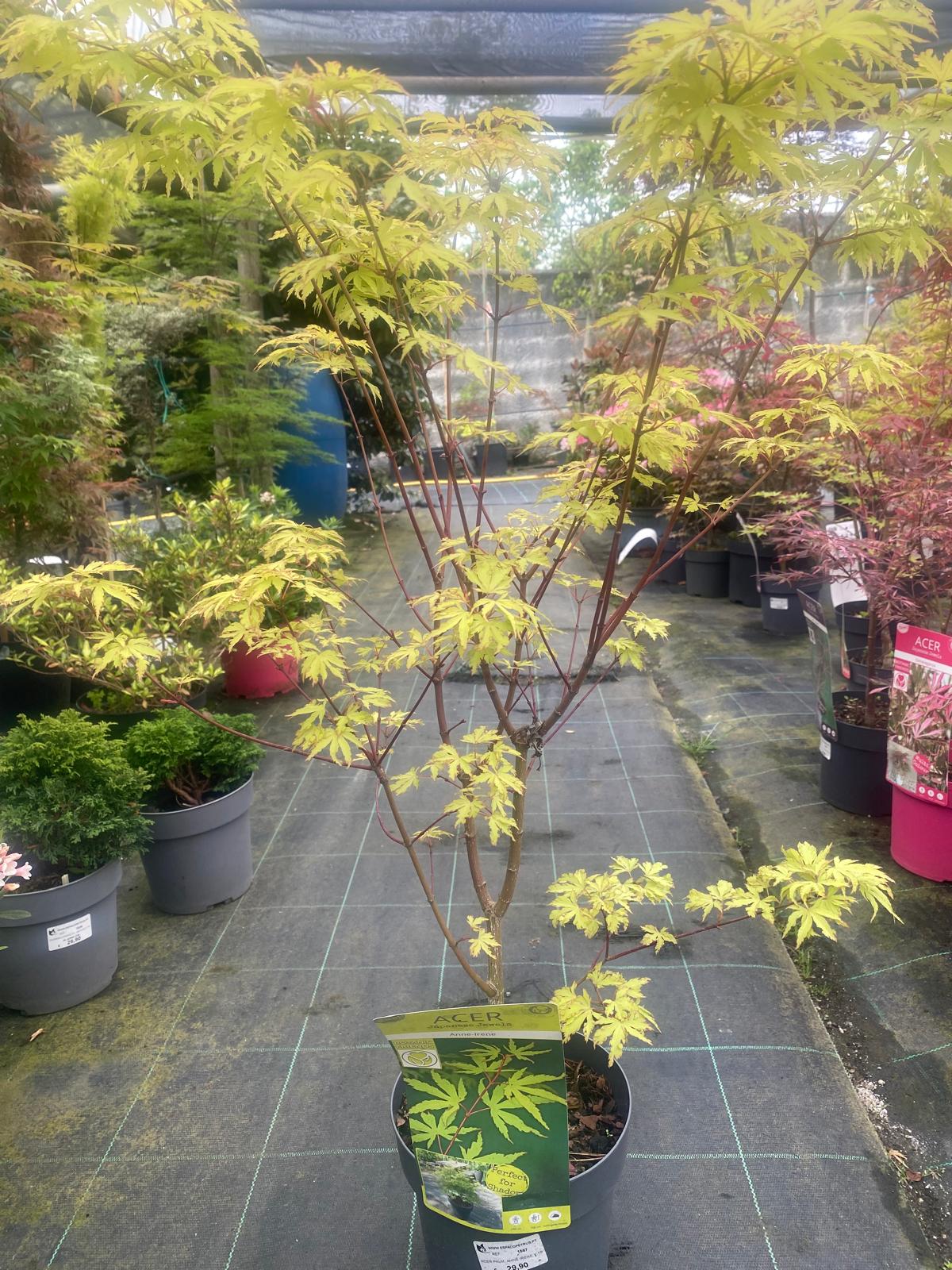 Acer Palmatum 'Anne-Irene'