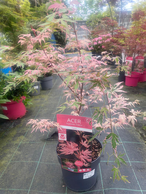 Acer Palmatum 'Taylor'