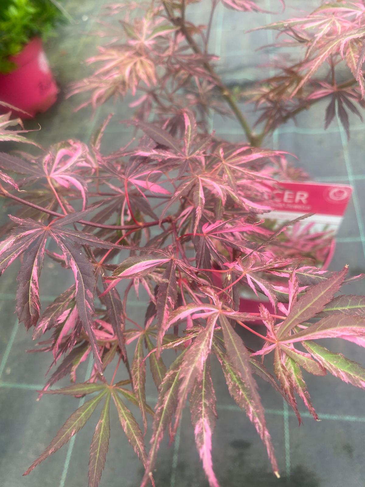 Acer Palmatum 'Extravaganza'