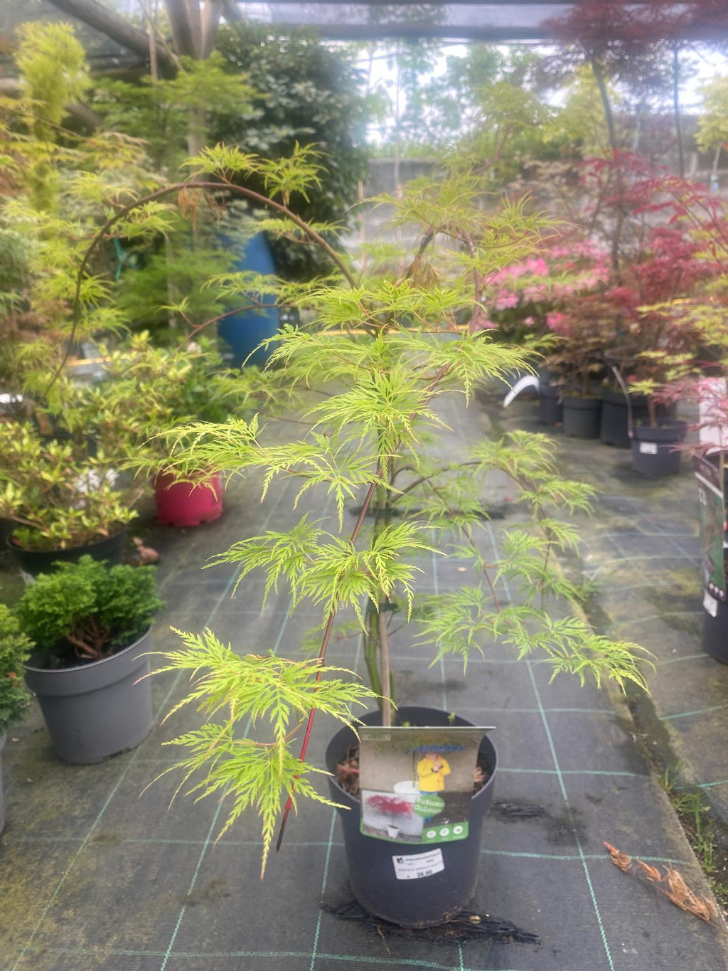 Acer Palmatum 'Emerald Lace'