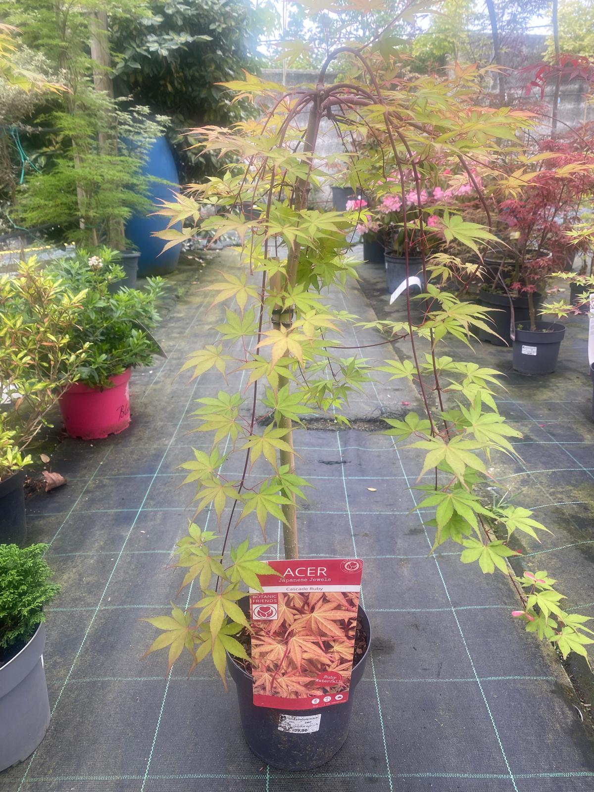 Acer Palmatum 'Cascade Ruby'