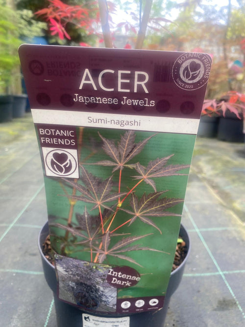 Acer Palmatum 'Sumi-nagashi'
