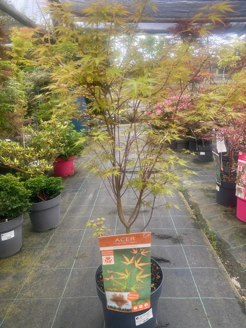 Acer Palmatum 'Wilson's Pink Dwarf'