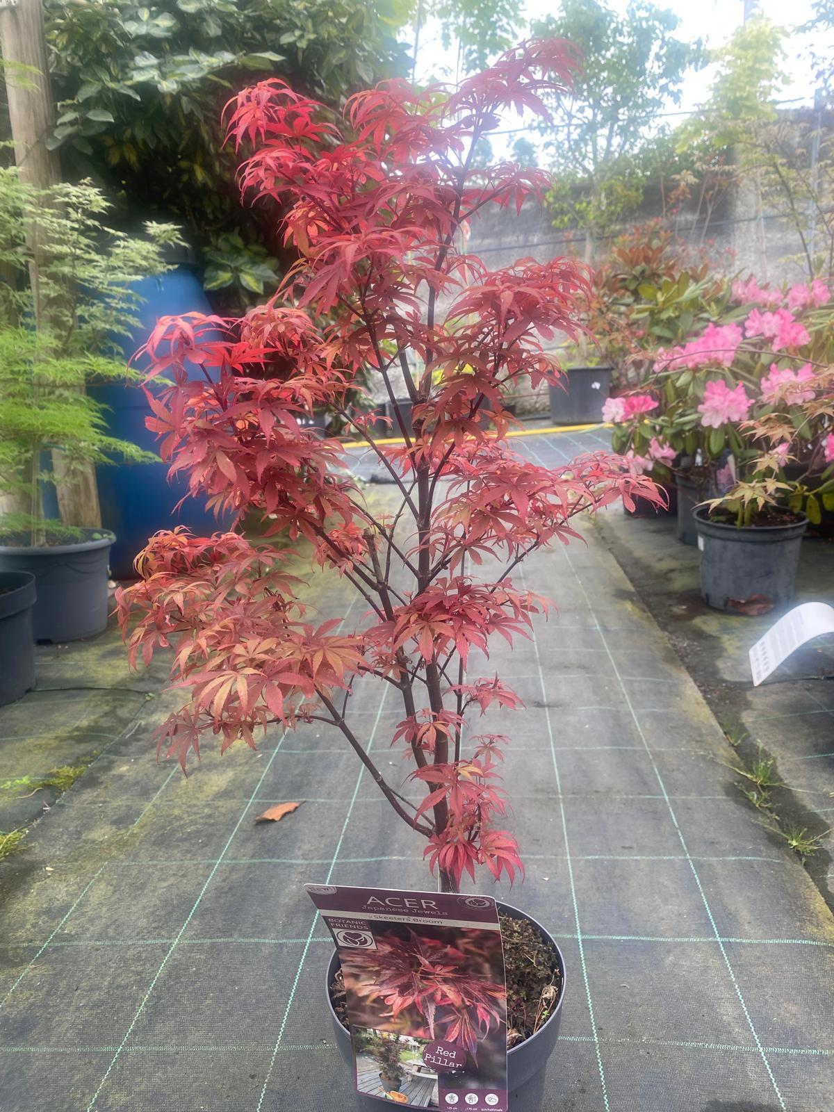 Acer Palmatum 'Skeeter's Broom'