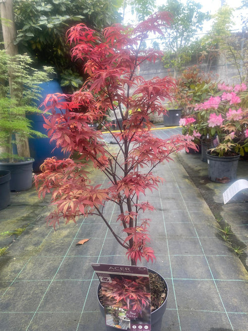 Acer Palmatum 'Skeeter's Broom'