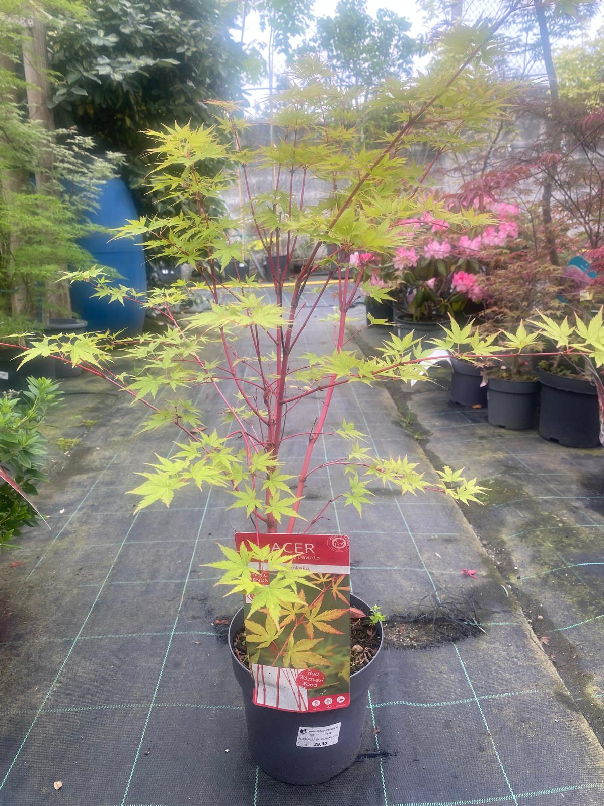 Acer Palmatum 'Sangokaku'