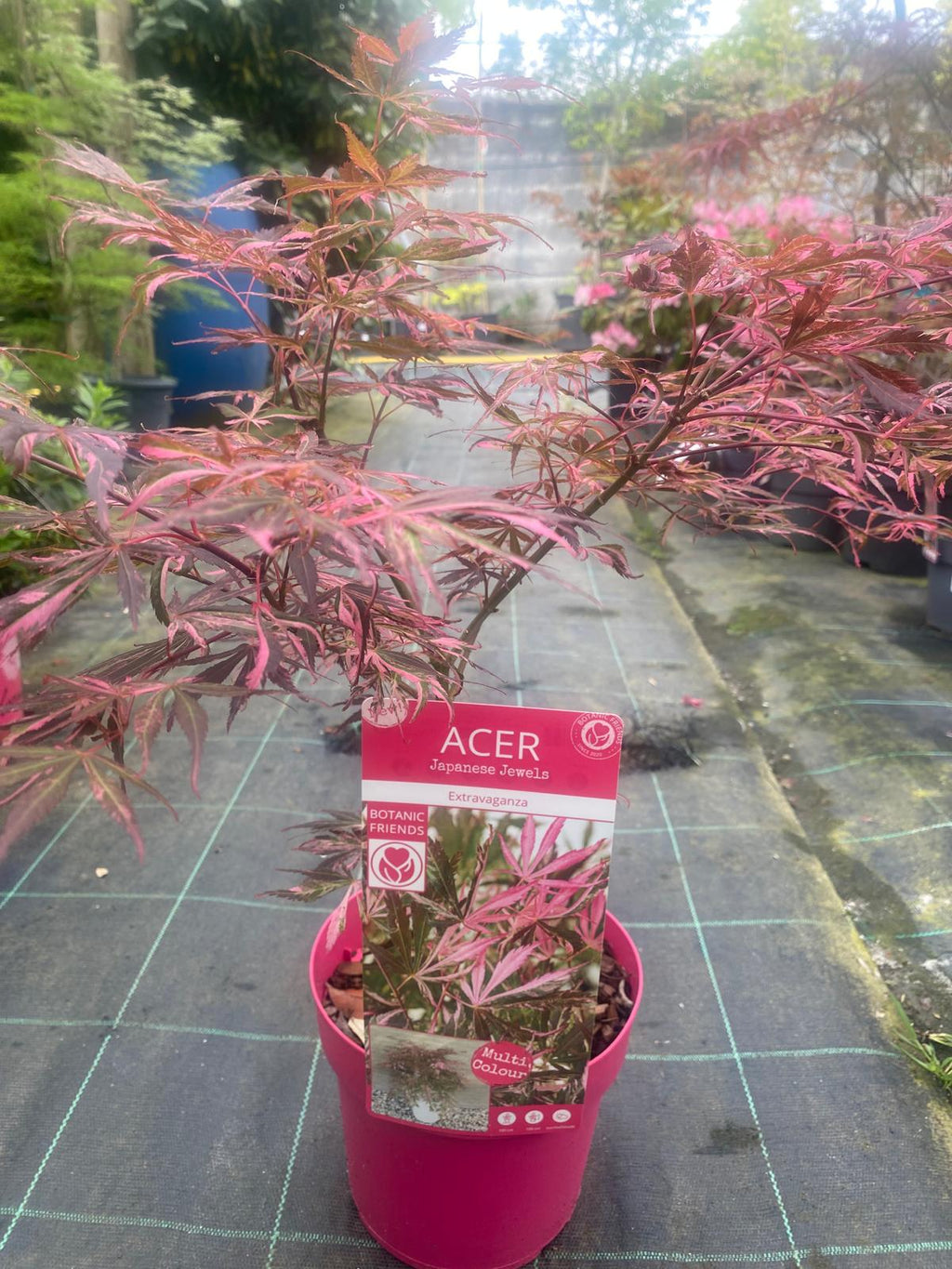 Acer Palmatum 'Extravaganza'