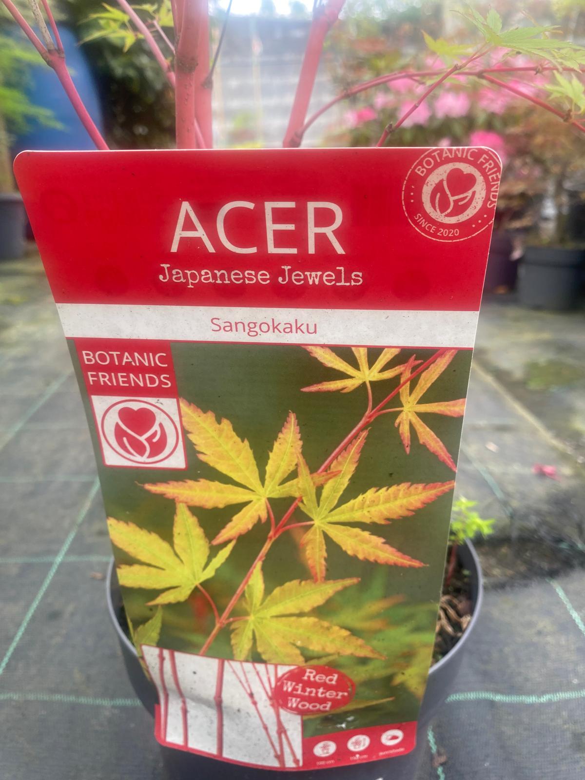 Acer Palmatum 'Sangokaku'