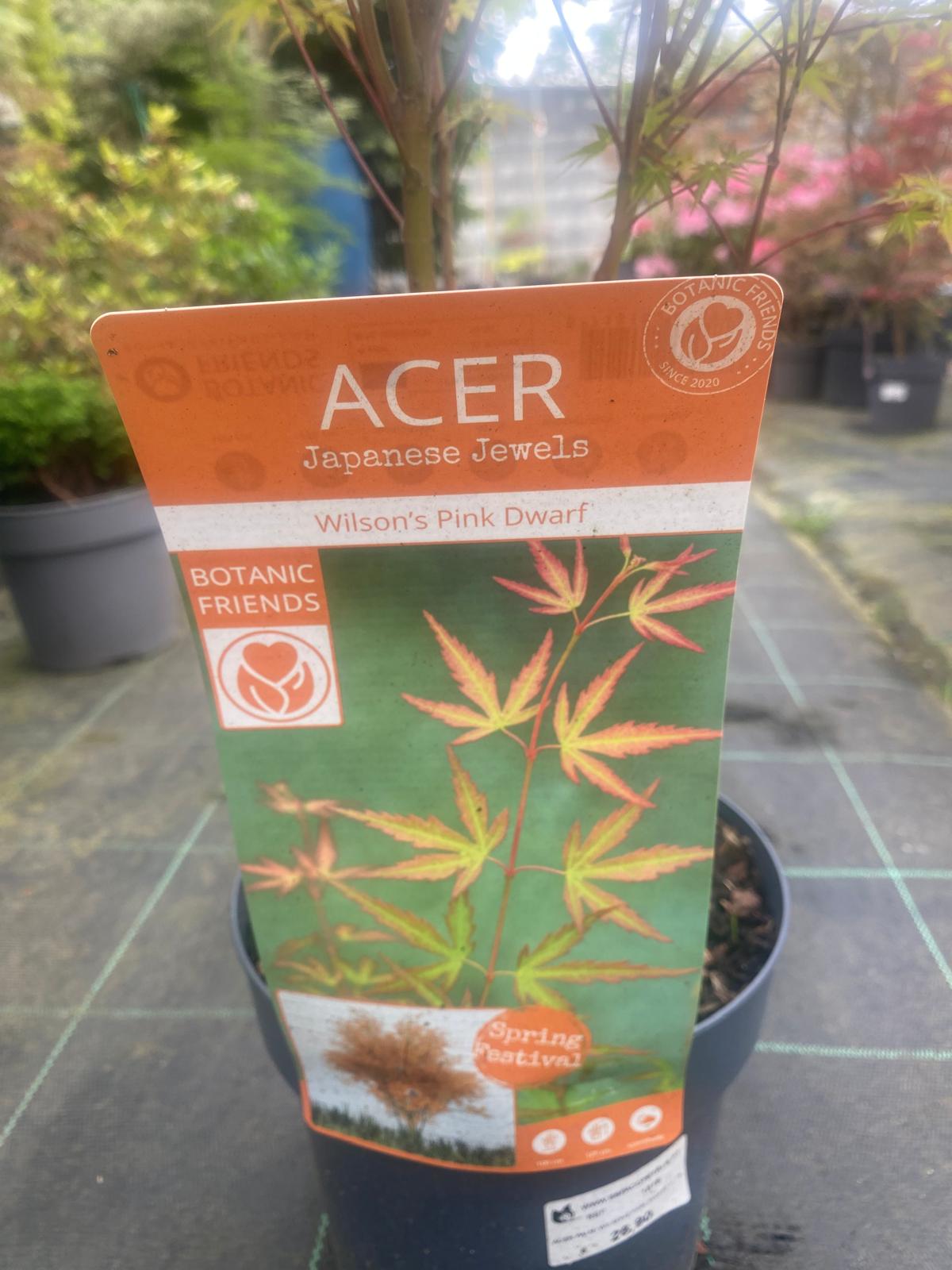 Acer Palmatum 'Wilson's Pink Dwarf'