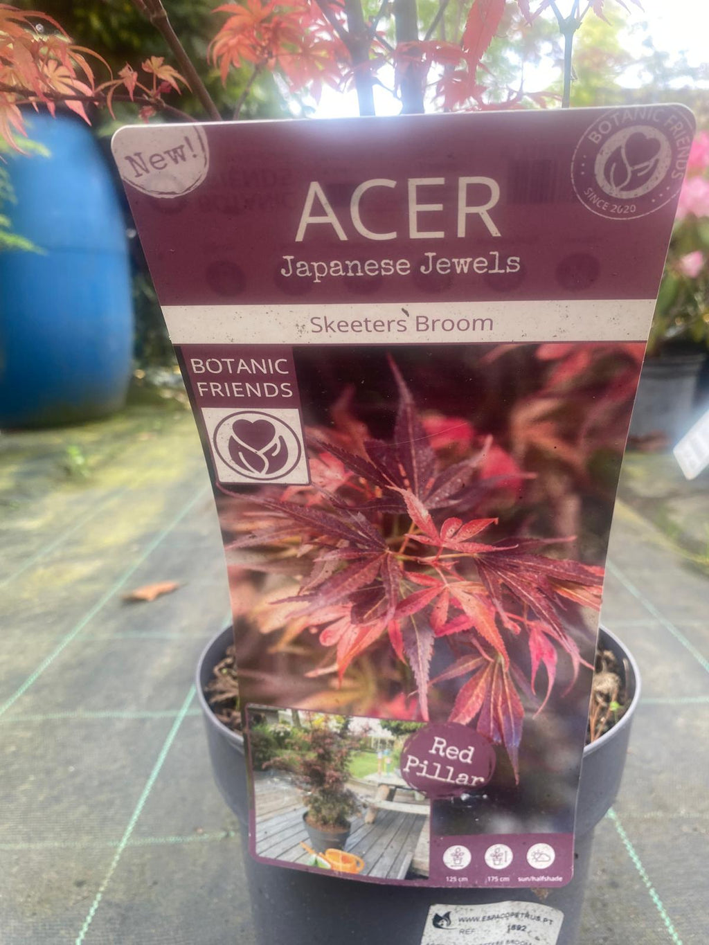 Acer Palmatum 'Skeeter's Broom'