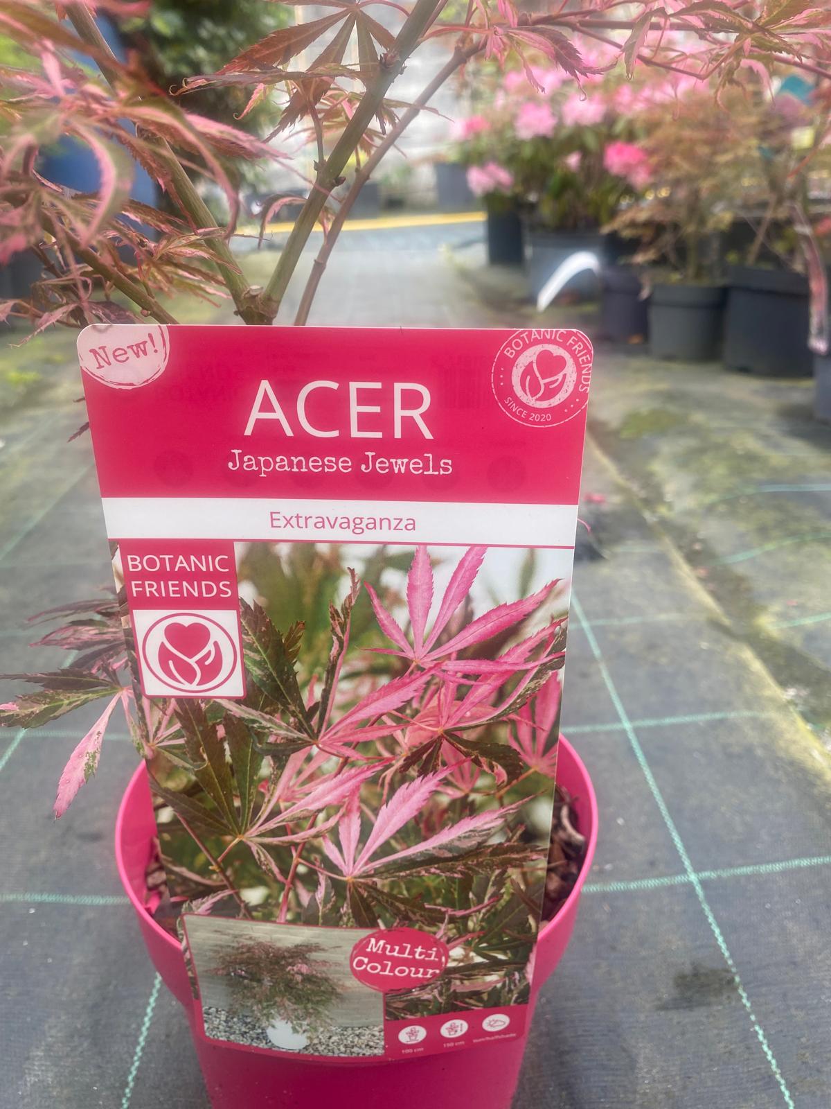 Acer Palmatum 'Extravaganza'