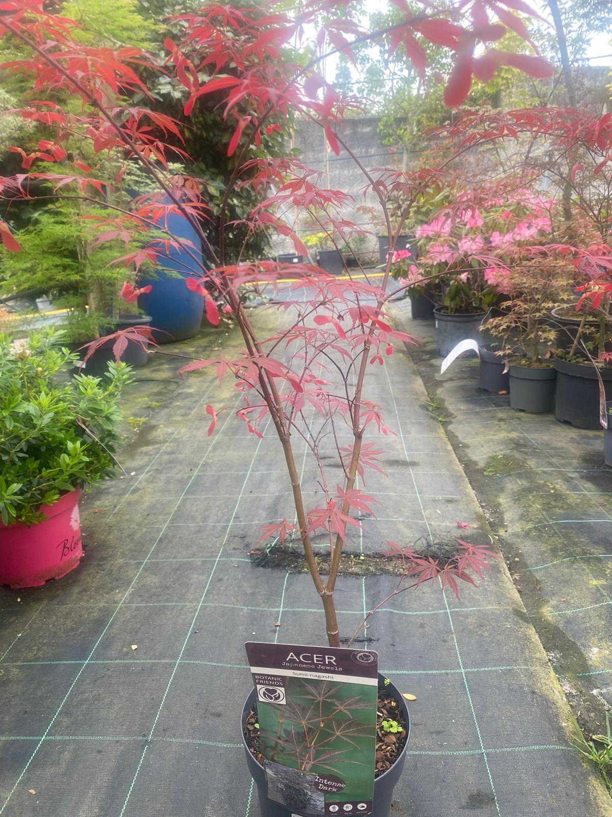 Acer Palmatum 'Sumi-nagashi'