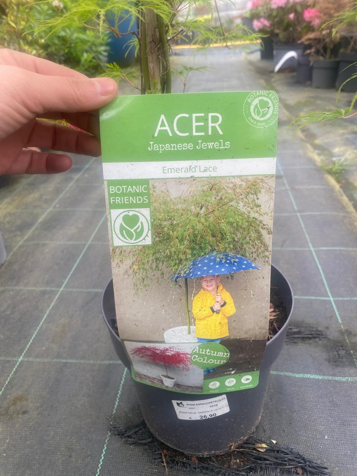 Acer Palmatum 'Emerald Lace'