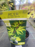 Acer Palmatum 'Anne-Irene'