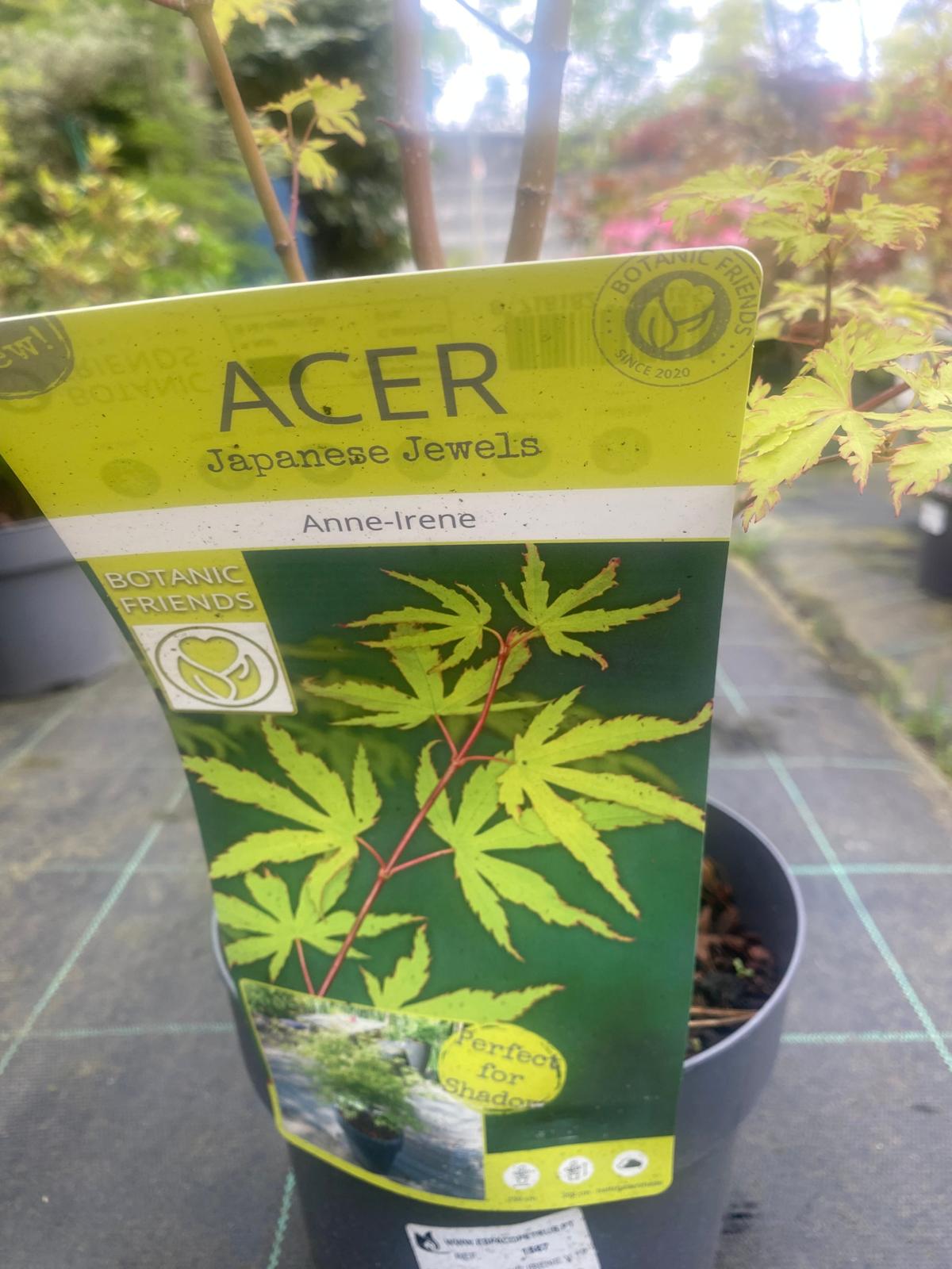 Acer Palmatum 'Anne-Irene'