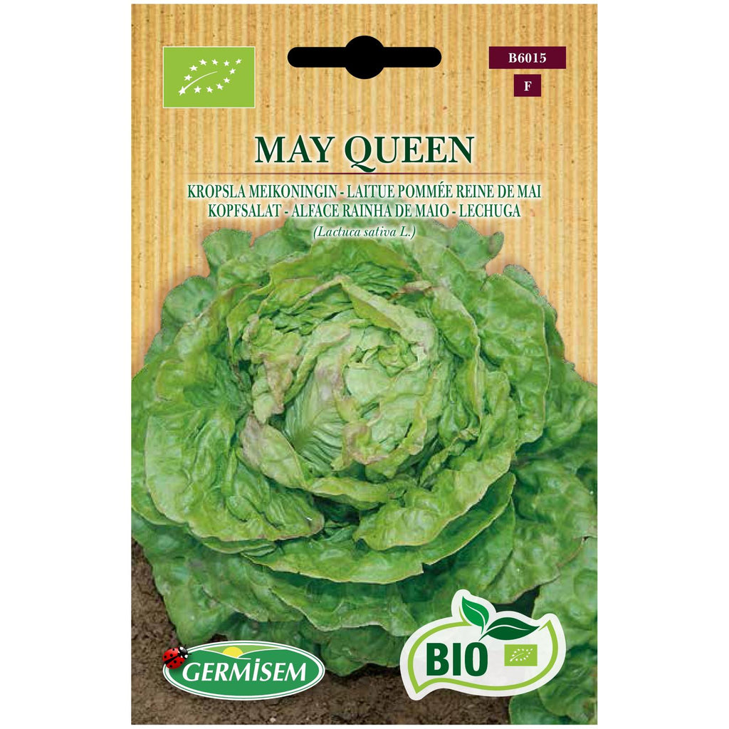 Alface de Carvalho verde