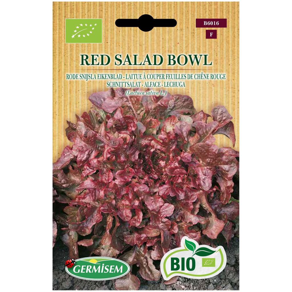 Alface Folha de Carvalho roxa