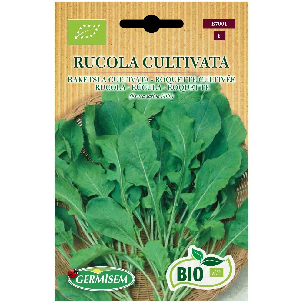 Rúcula Cultivata