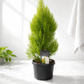 Platycladus Orientalis 'Pyramidalis Aurea'