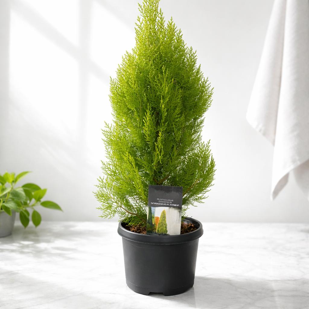 Platycladus Orientalis 'Pyramidalis Aurea'