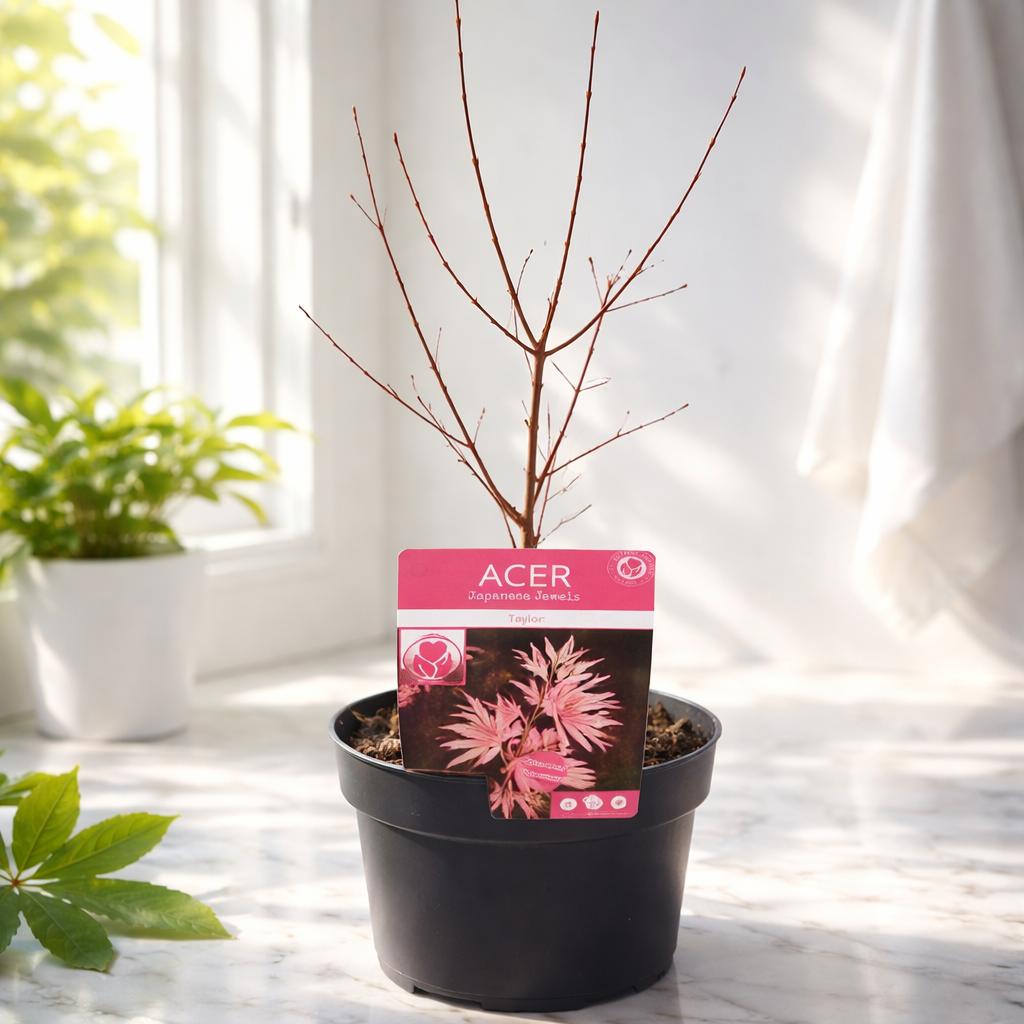 Acer Palmatum Taylor V.19