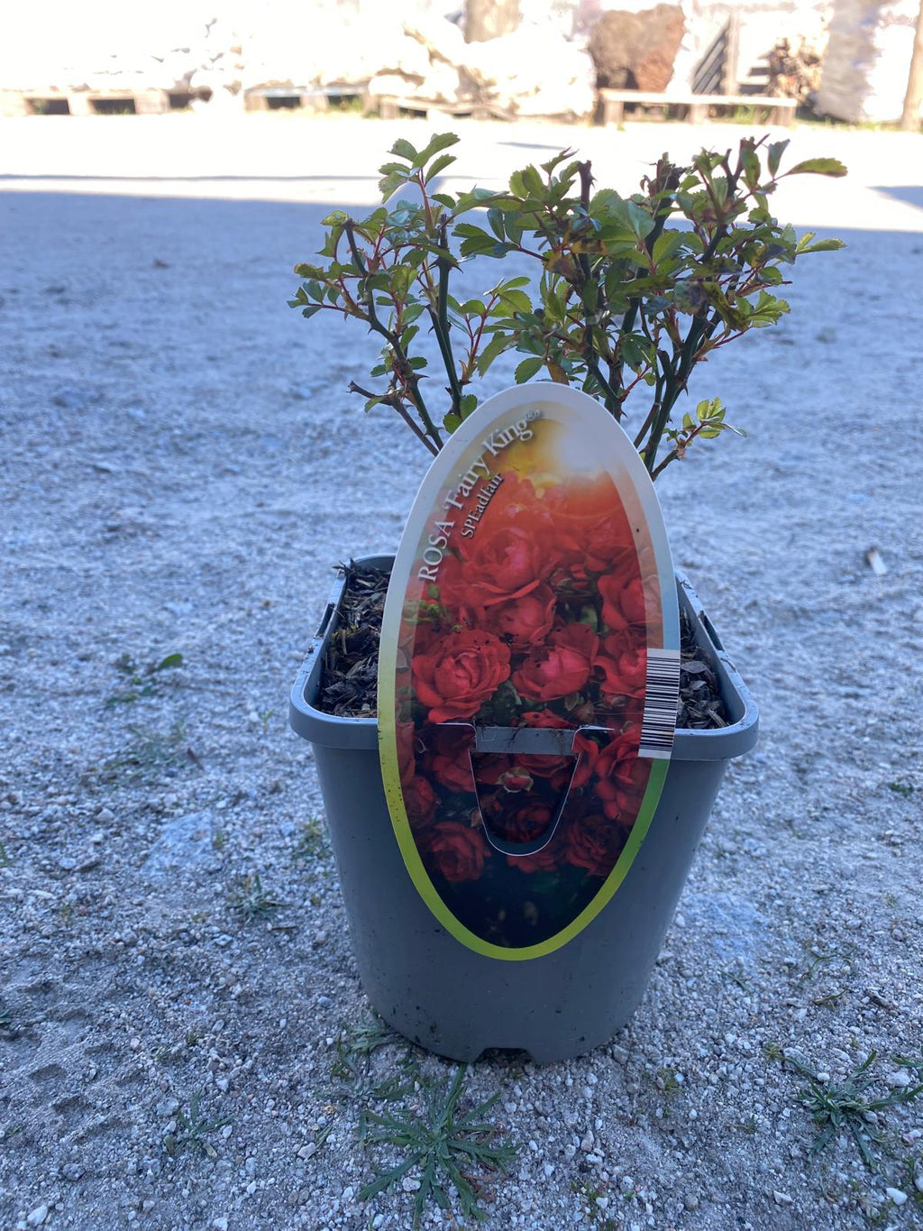 Roseira Floribunda V.14