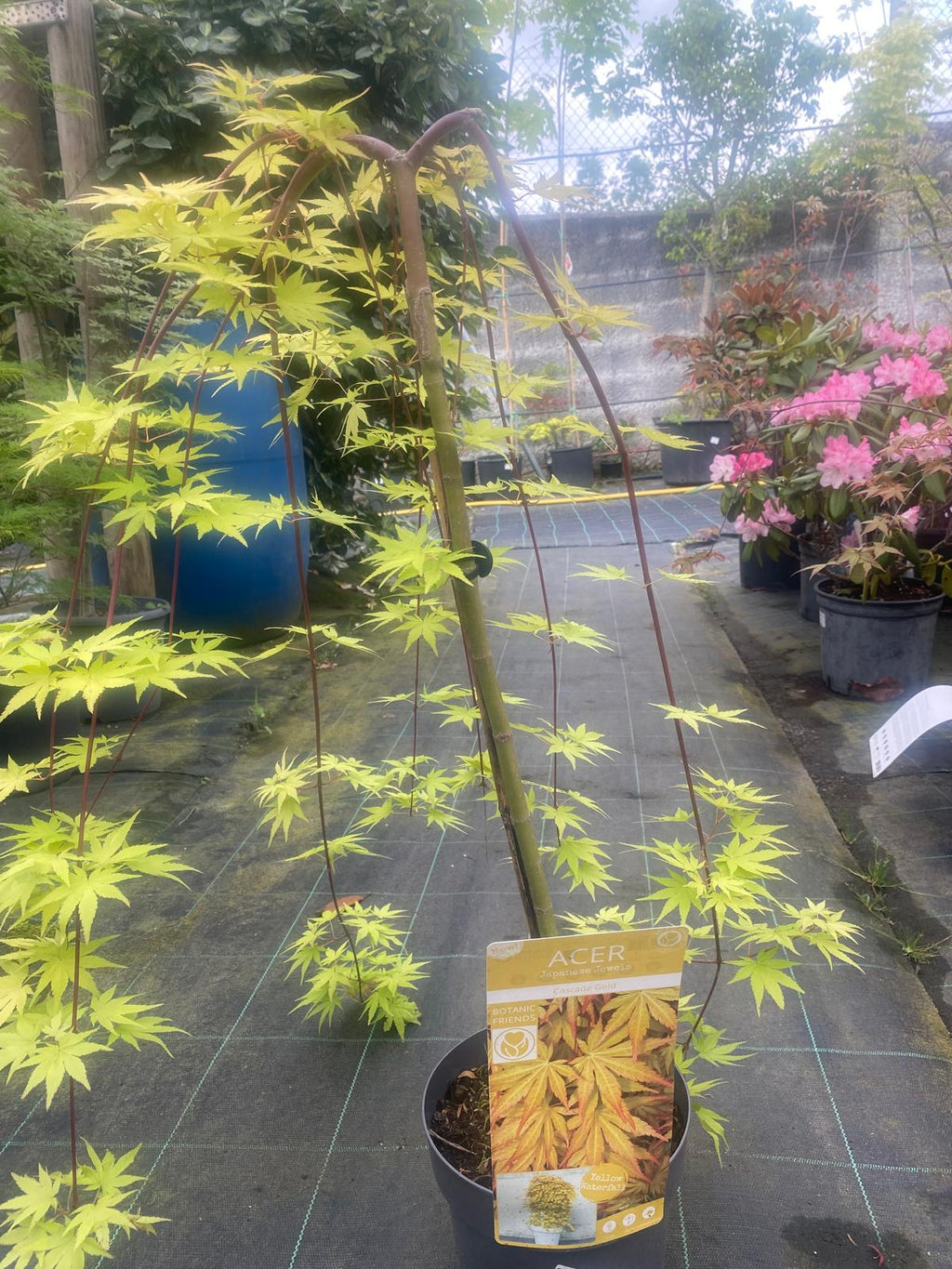 Acer Palmatum 'Cascade Gold'