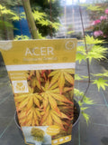 Acer Palmatum 'Cascade Gold'